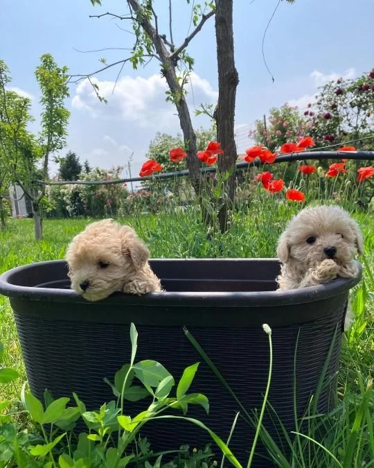 Dünya Tatlisi Maltipoo Yavrulari