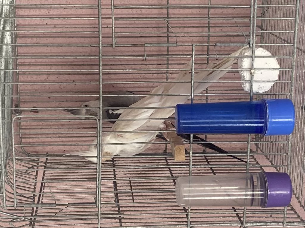 White Face Albino Çift Sultan Papağanı