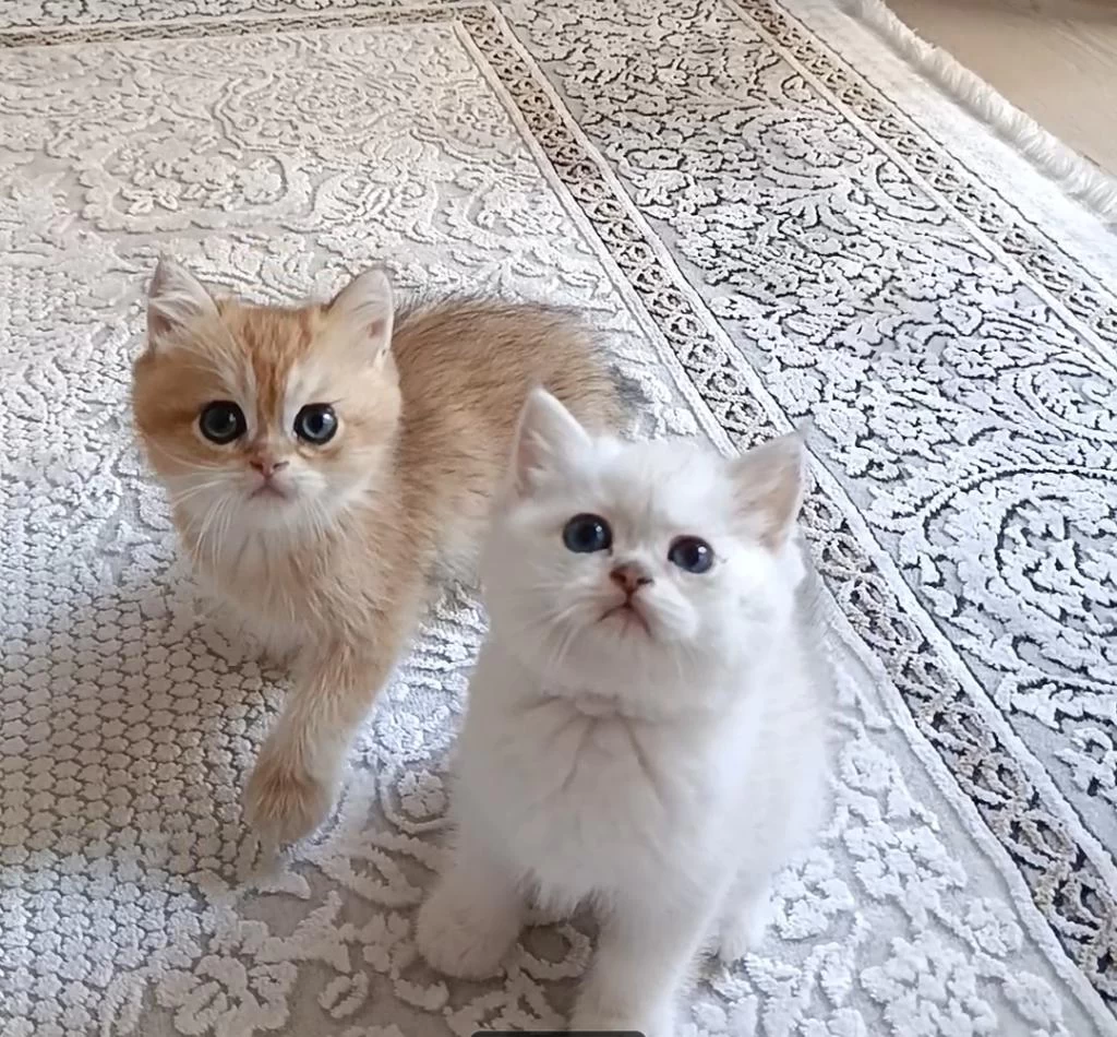 Safkan British Shorthair Yavrular