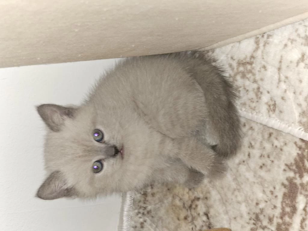 British Shorthair 1,5 Aylik Yavru