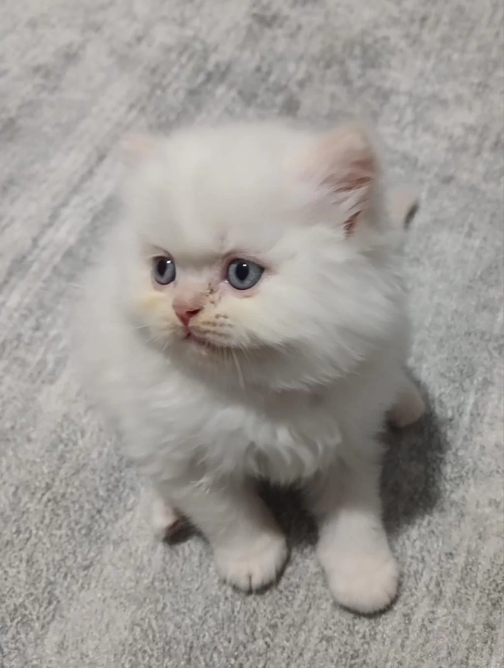 British Shorthair Yavruları