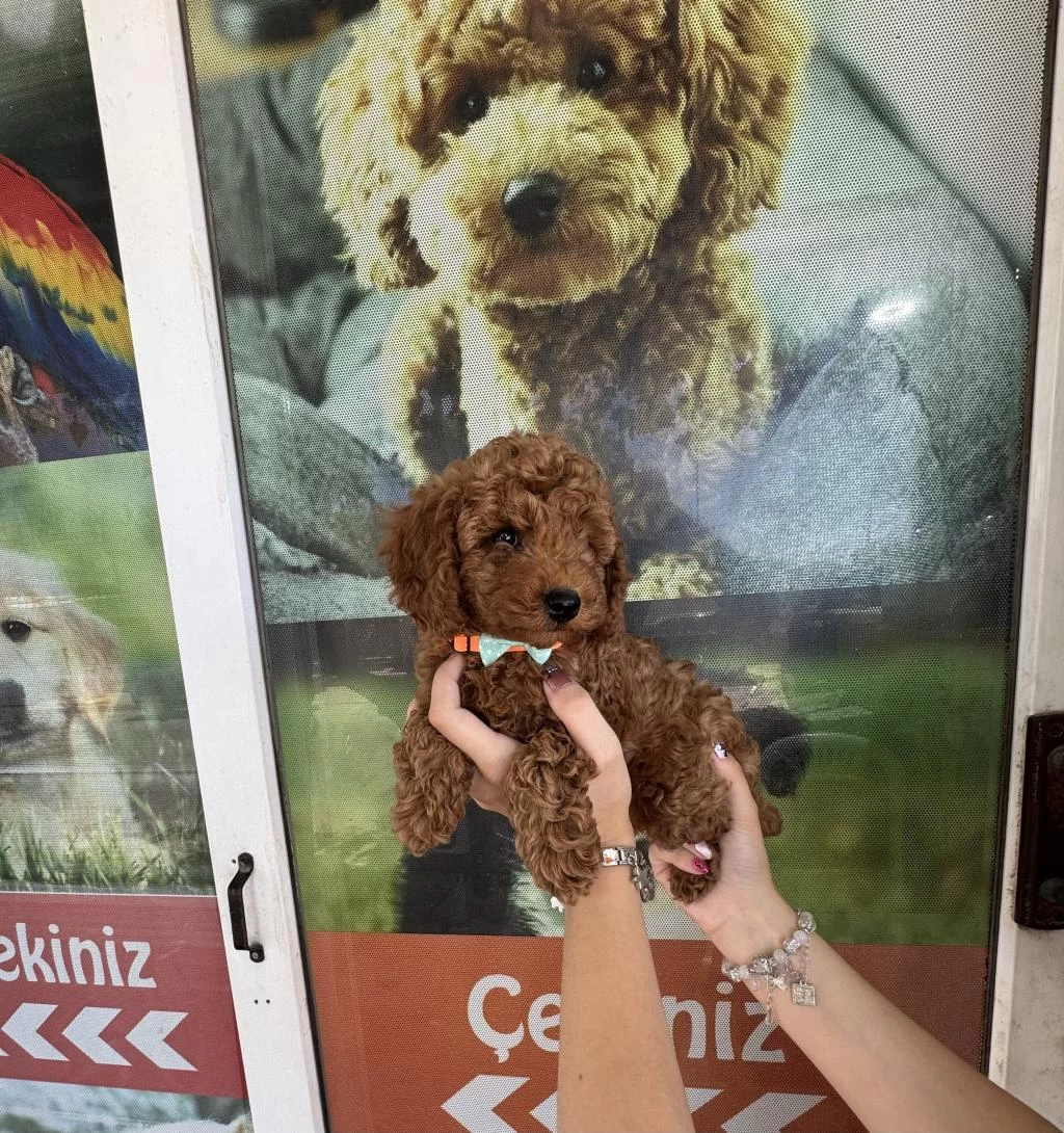 Kore Dişi Erkek Bakımlı Poodle Minnoşlarımız
