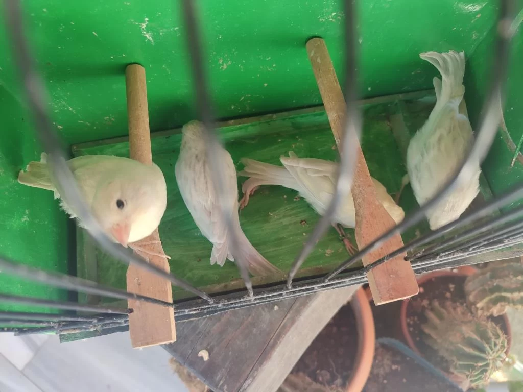 Orjinal Renk Kanaryaları