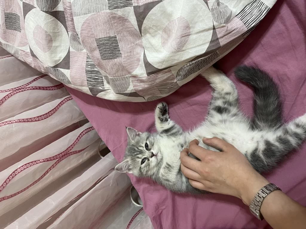 3 Aylık Dişi British Longhair