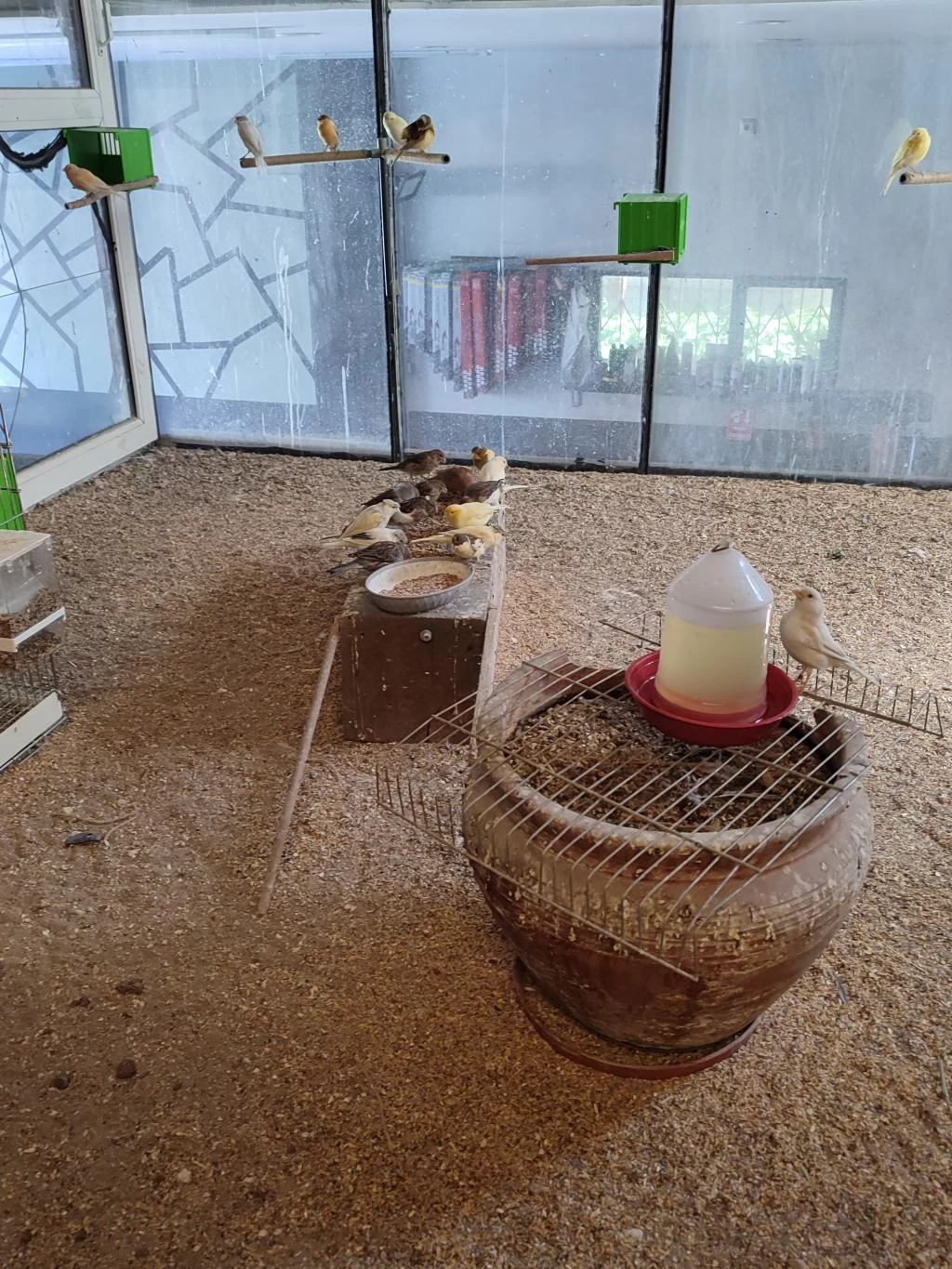 Dişi Erkek Yavru Kanaryalar