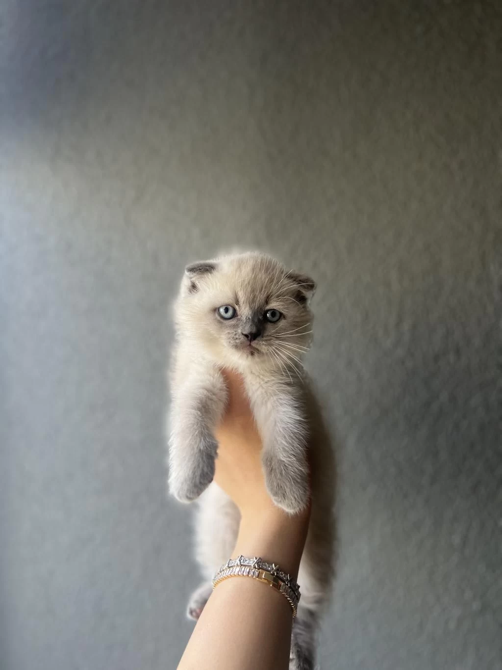Scottish Fold Blue Point Yavrularim