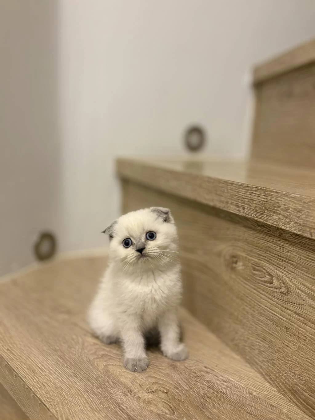 Scottish Fold Blue Point Yavrular