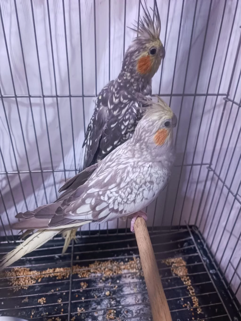 Hazır Takım Sultan Papağanı