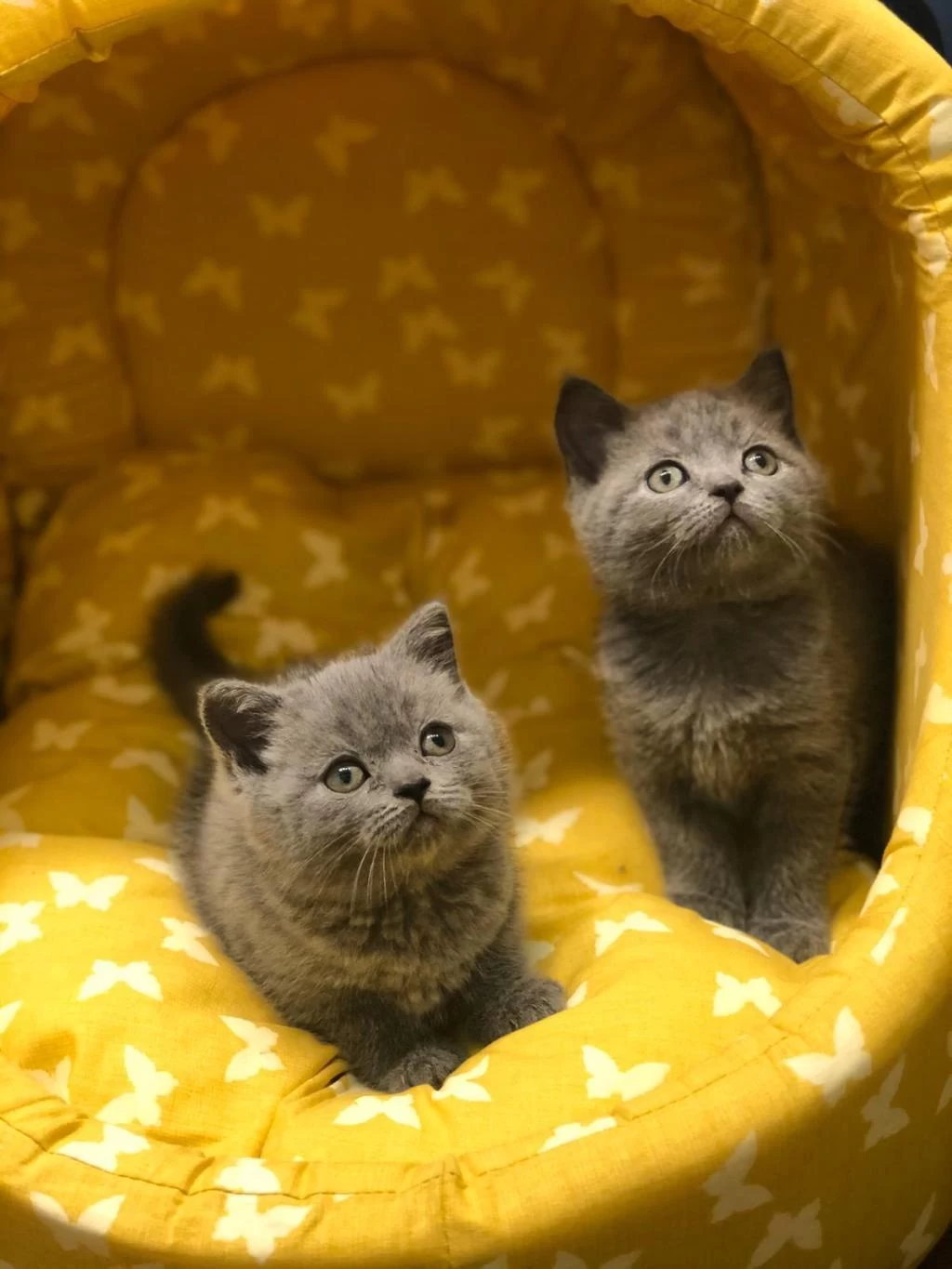 Gri British Shorthair Yavrular
