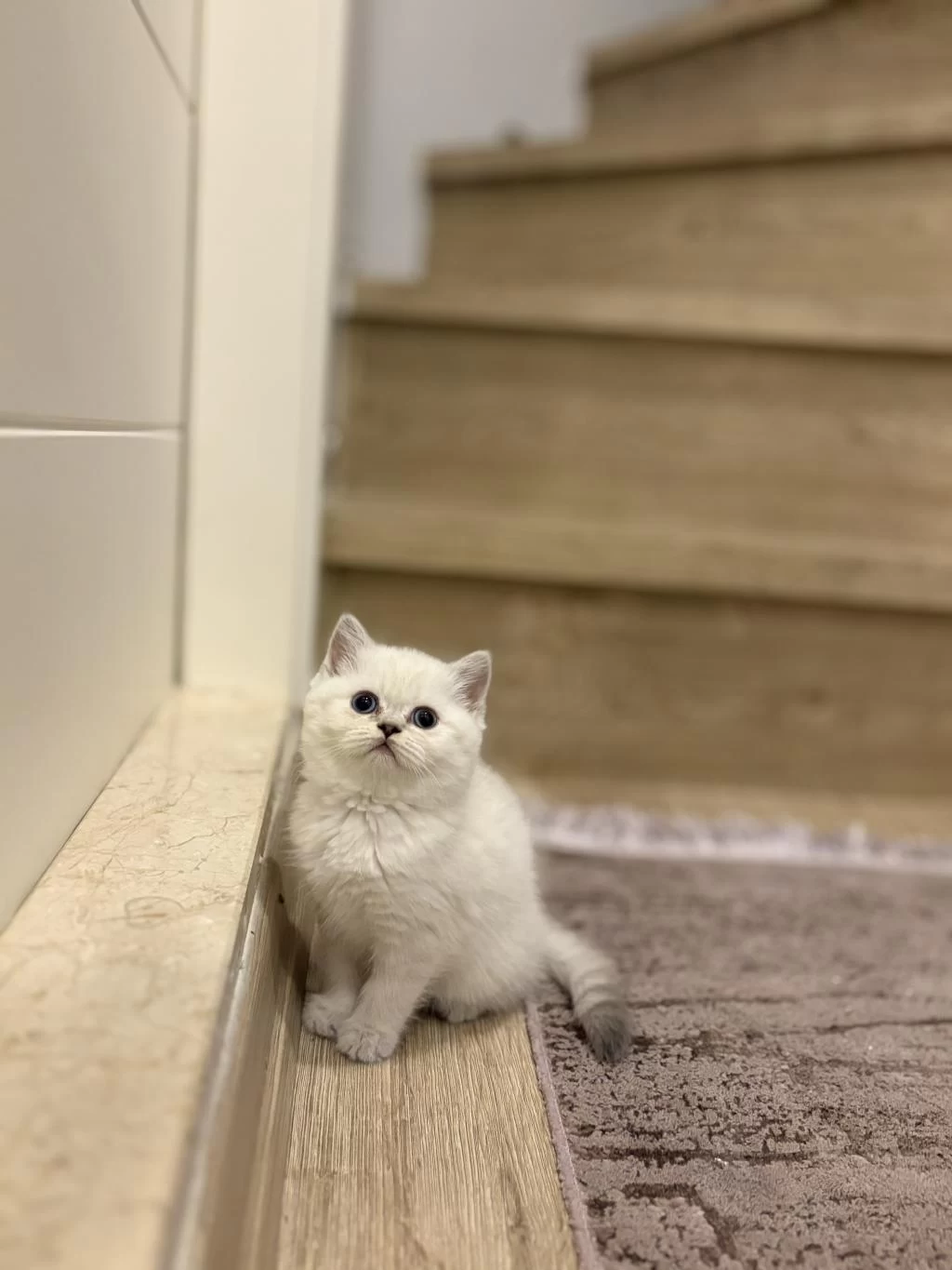 Güzeller Güzeli British Shorthair Yavrularim