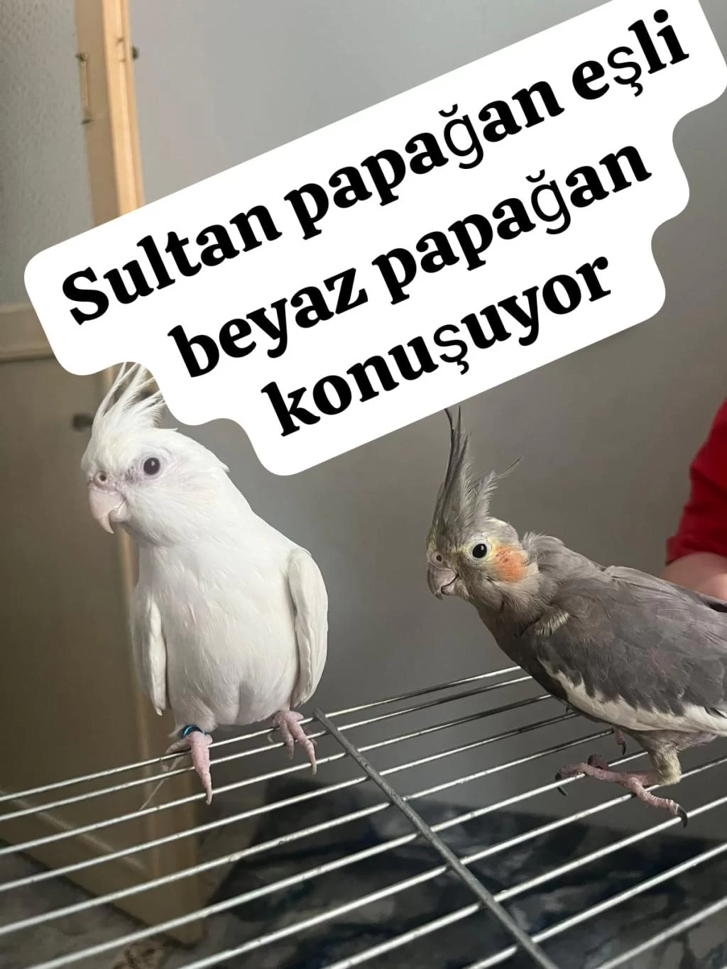 Sağlıklı Sultan Papağanımız