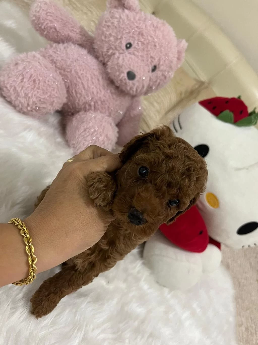 Sağlik Ve İrk Garantili Toy Poodle