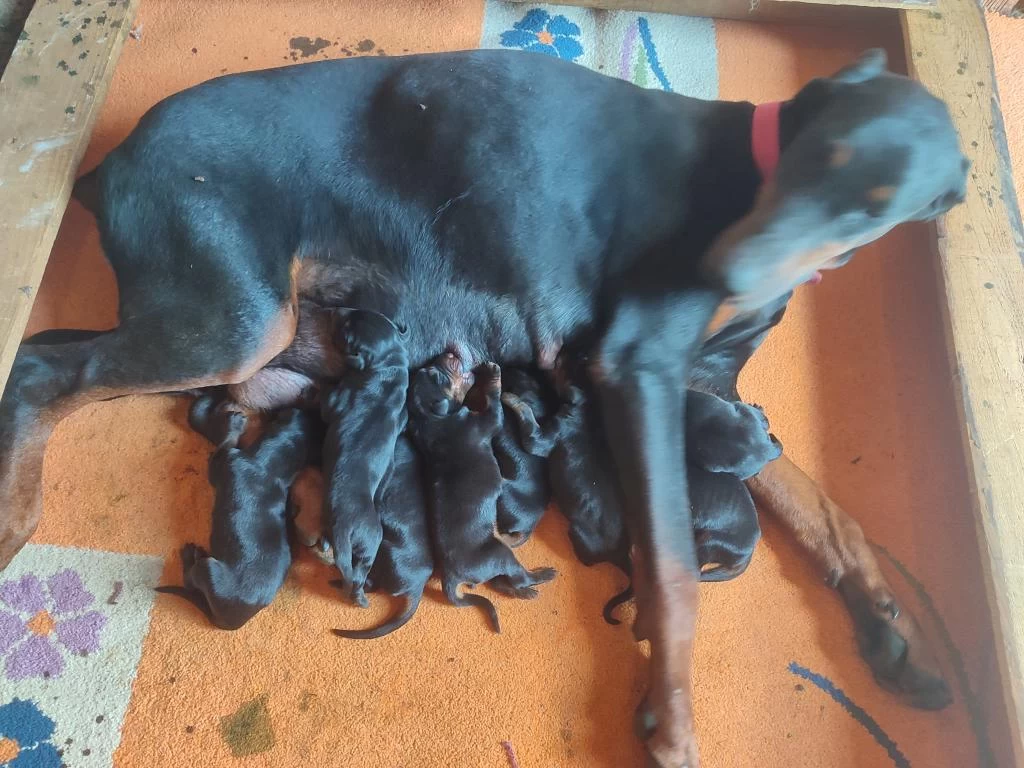 Von Dadashov Soylu Doberman Bebekler