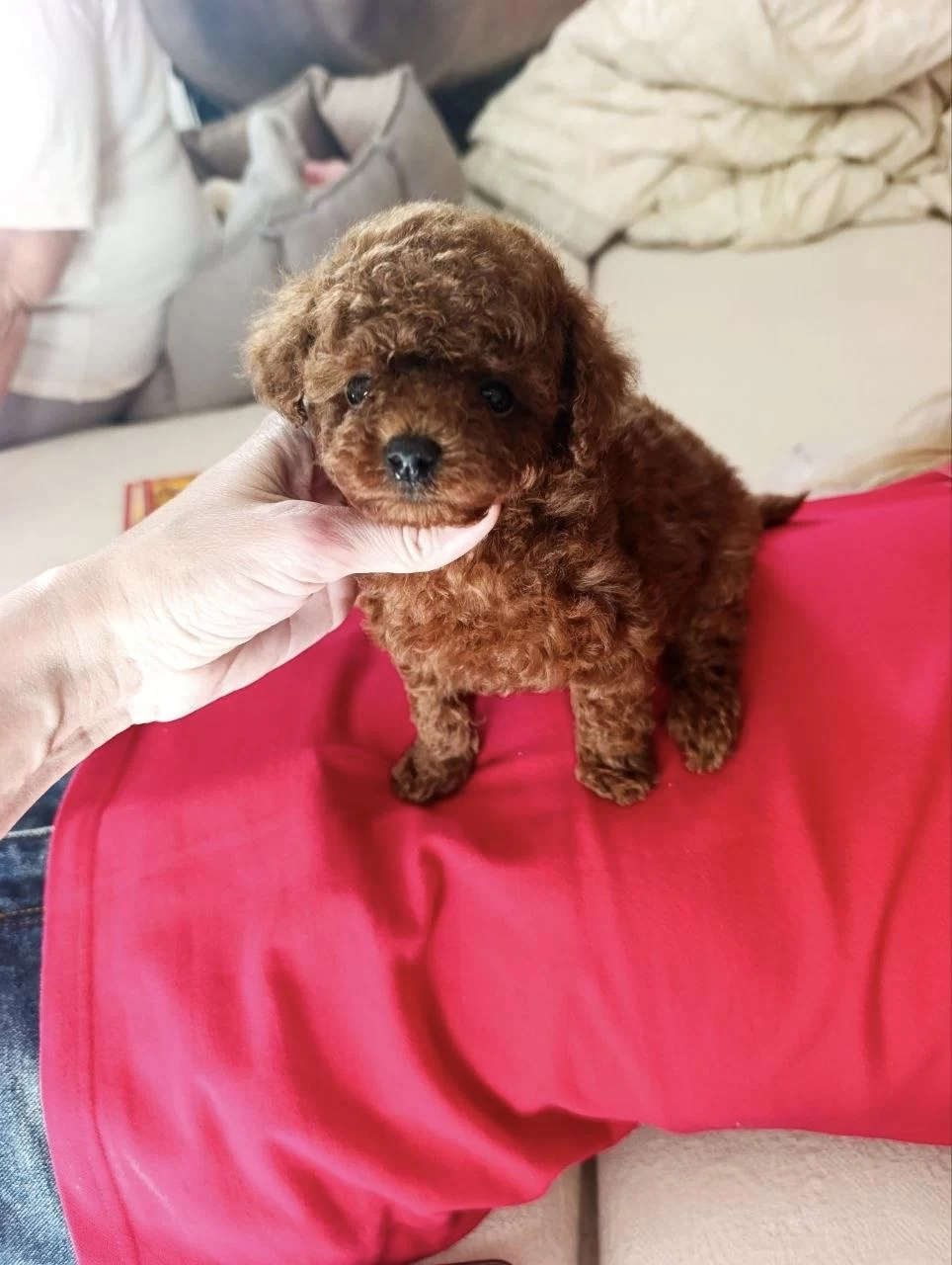 Kore Toy Poodle Yavrularımız İrk Garantili