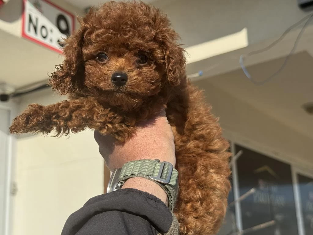 Petmode Köpek Çiftliğinden Tea Cup Kore Poodle