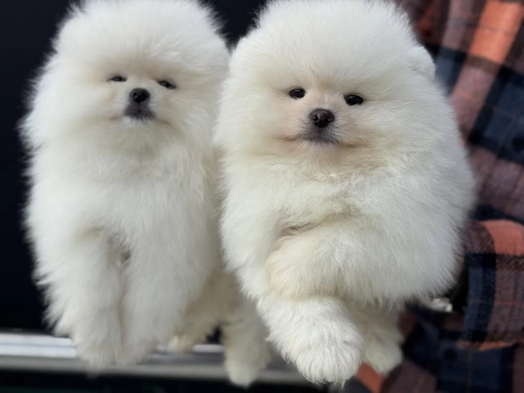 Petmode Köpek Çiftliğinden Teddy Face Pomeranian