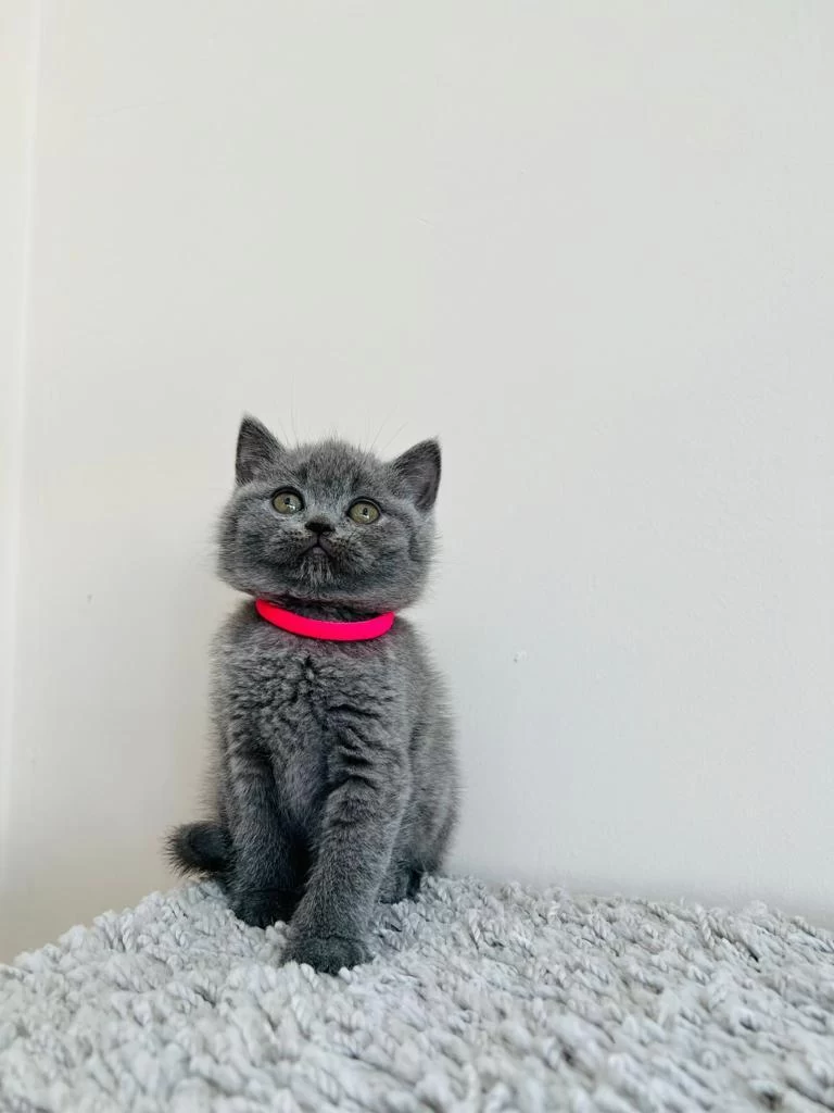 Gri British Shorthair Yavrular