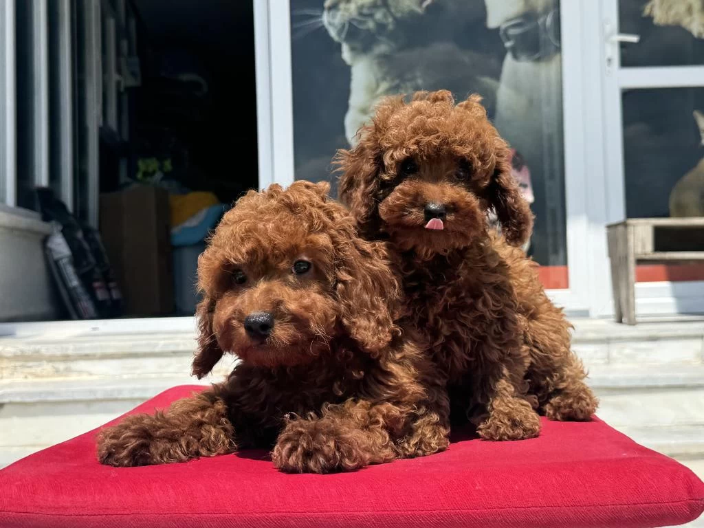 Petmode Köpek Çiftliğinden Darkbrown Toy Poodle