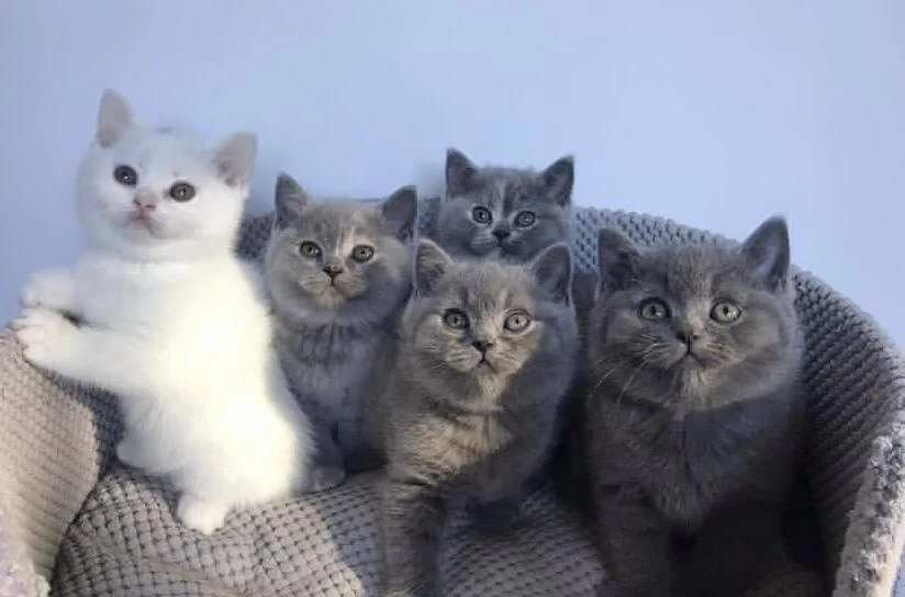 British Shorthair Gri Yavrularim