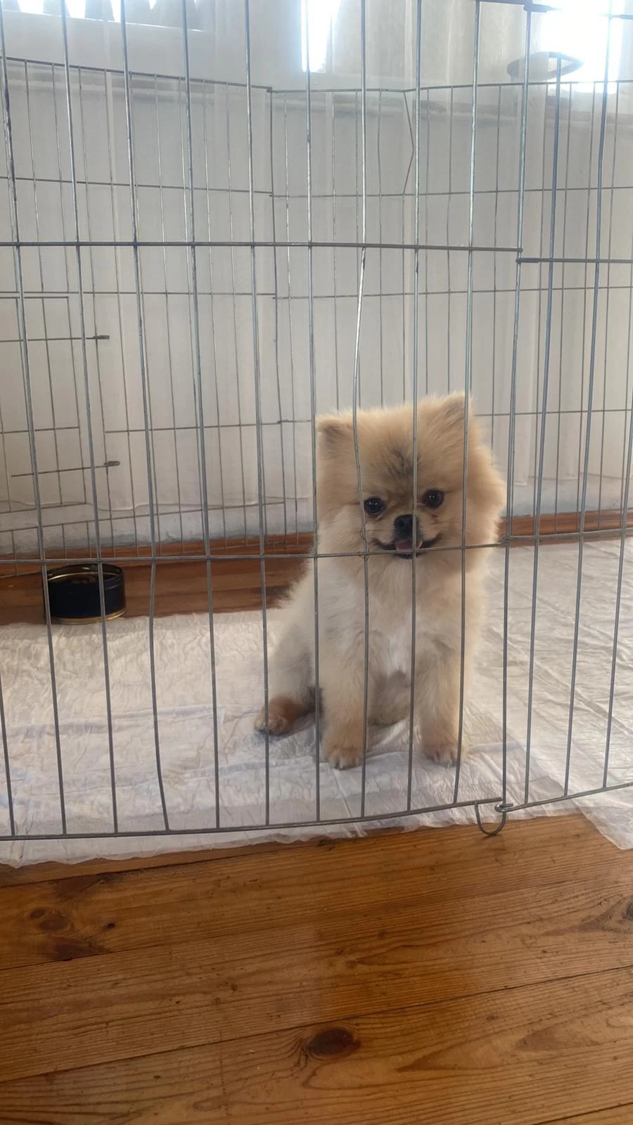Pomeranian Show Class
