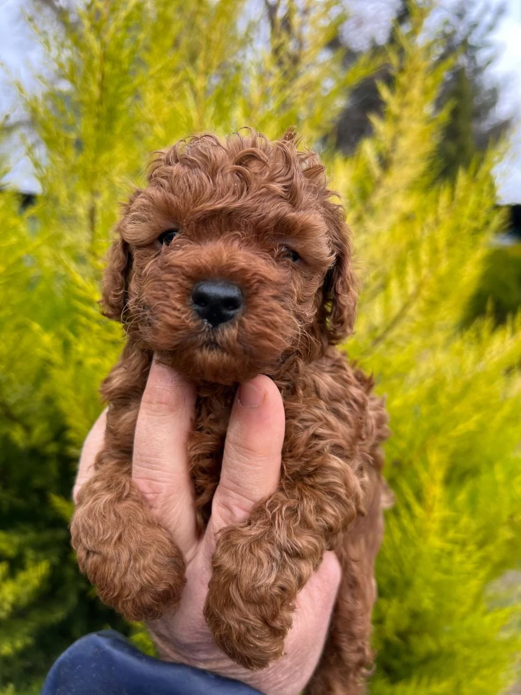 Red Brown Toy Poodle Yavrularim