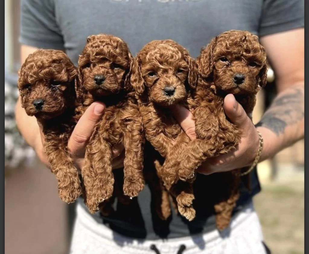 Kore Kan Red Toy Poodle Yavrularim