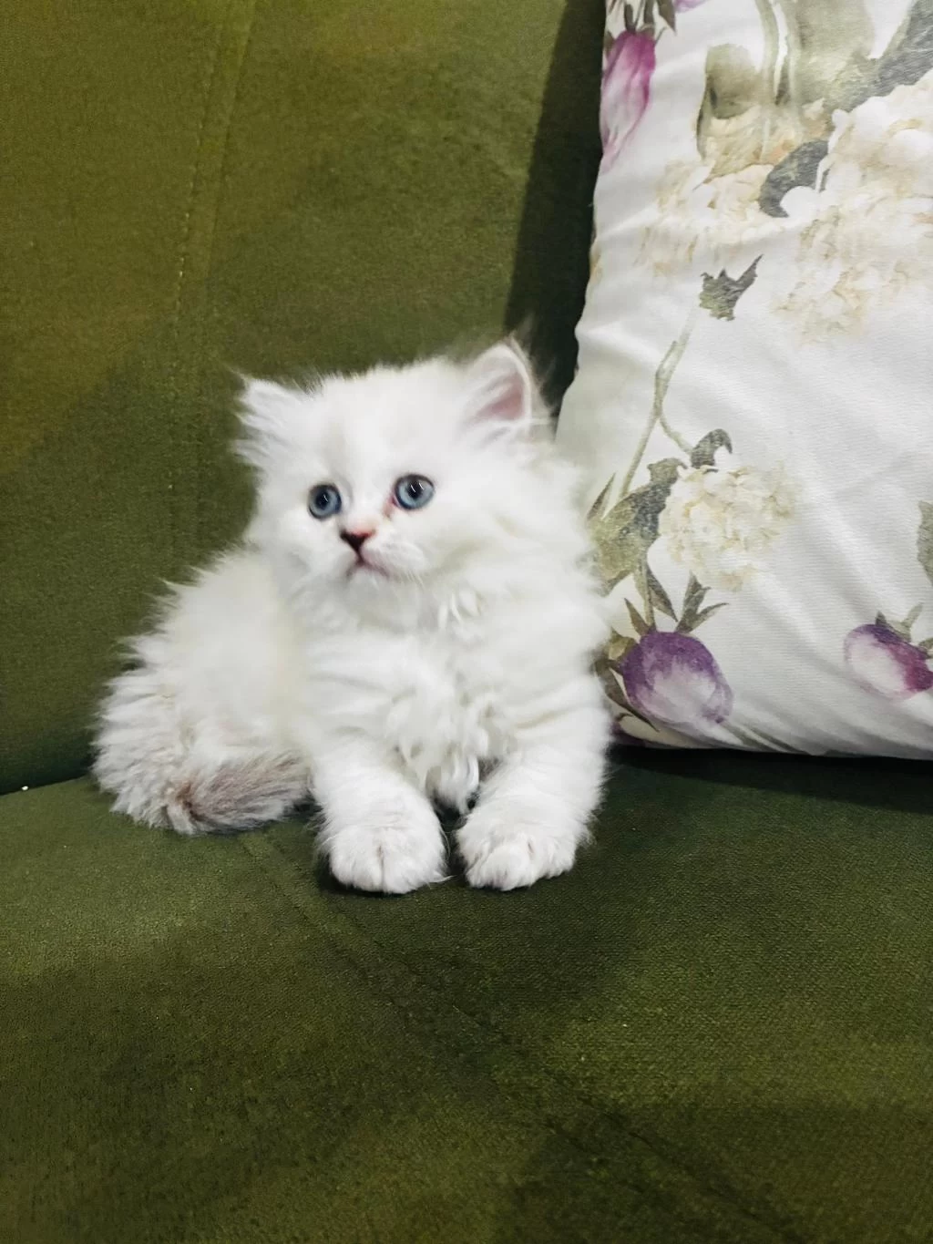 British Longhair Yavrular