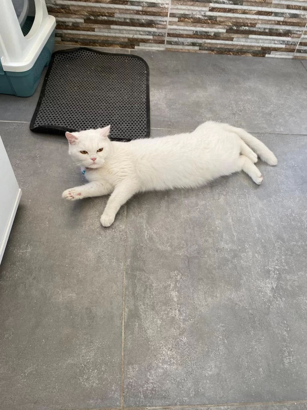 Güzel Kedimiz Mia İçin Yuva Arıyorum