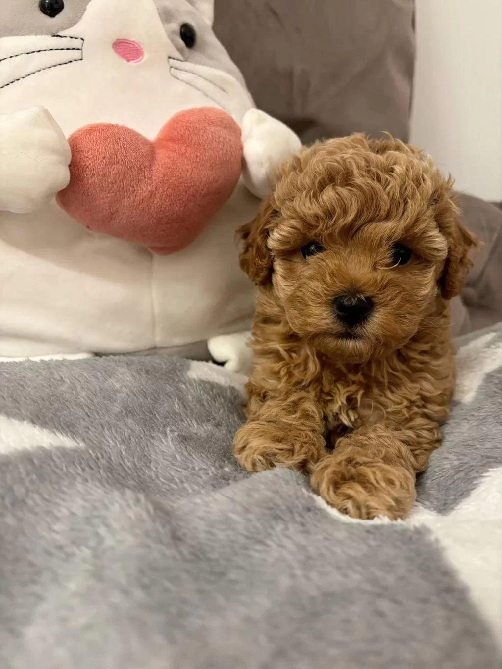 Toy Poodle Yavrularımız
