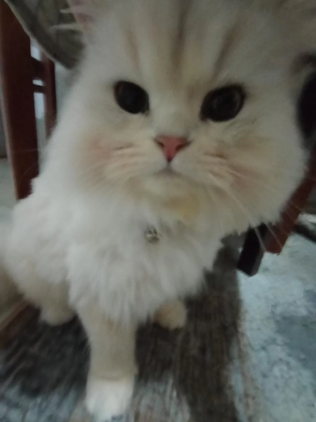 Kedim Bal Sahiplendiriyoruz