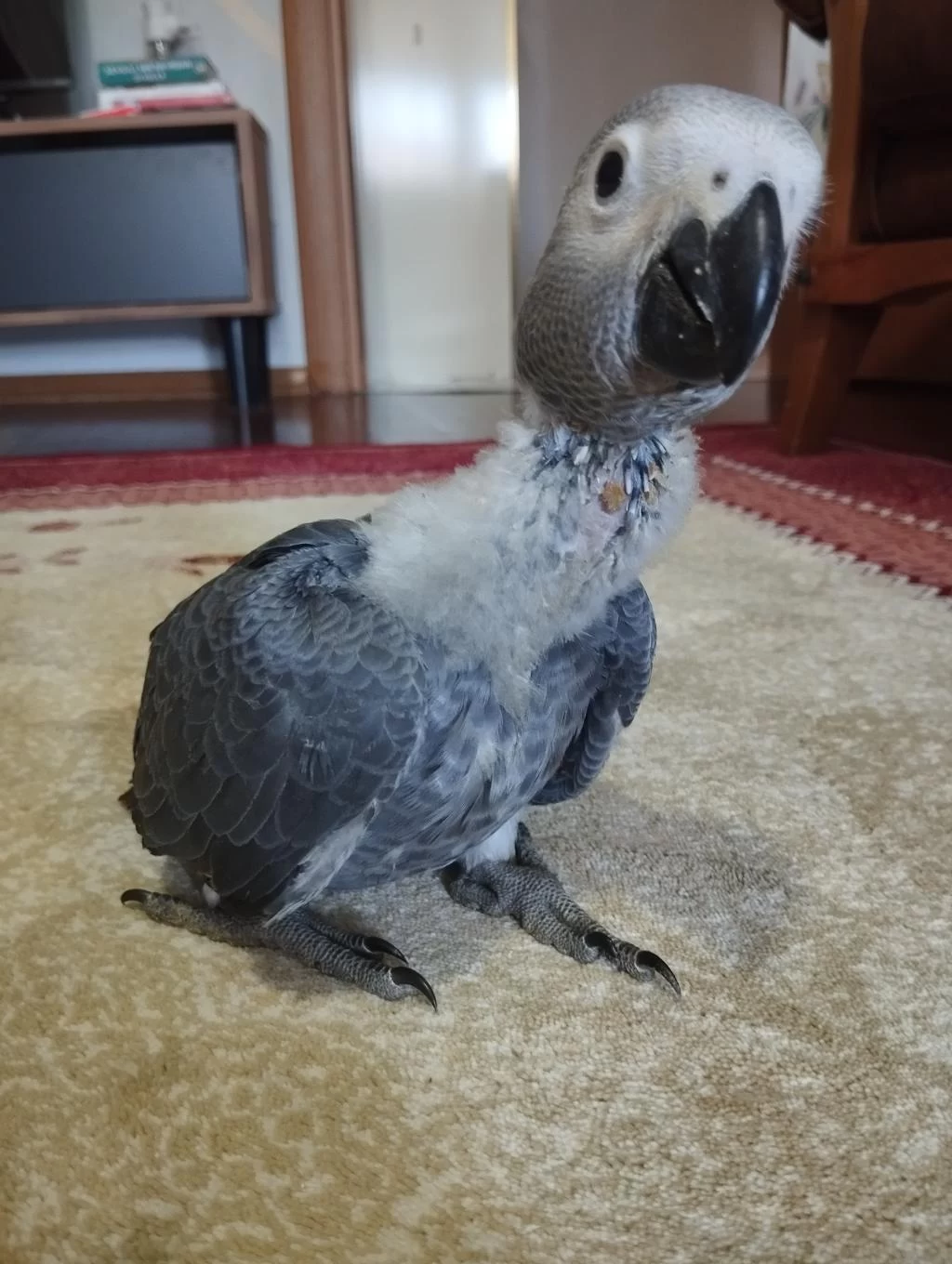 Yavru Jako Papağanı 2 Aylık