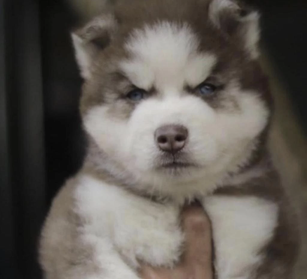 Harika Husky Köpeği Safkan