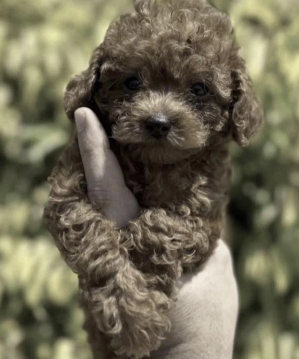 Harika Toy Poodle Yavrusu