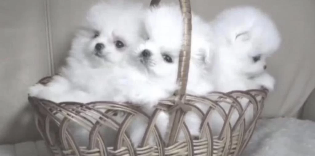 Pomeranian Boo Yavrusu