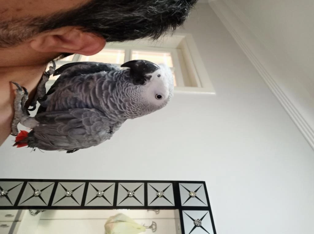 Konuşan Evcil Jako Papağanı