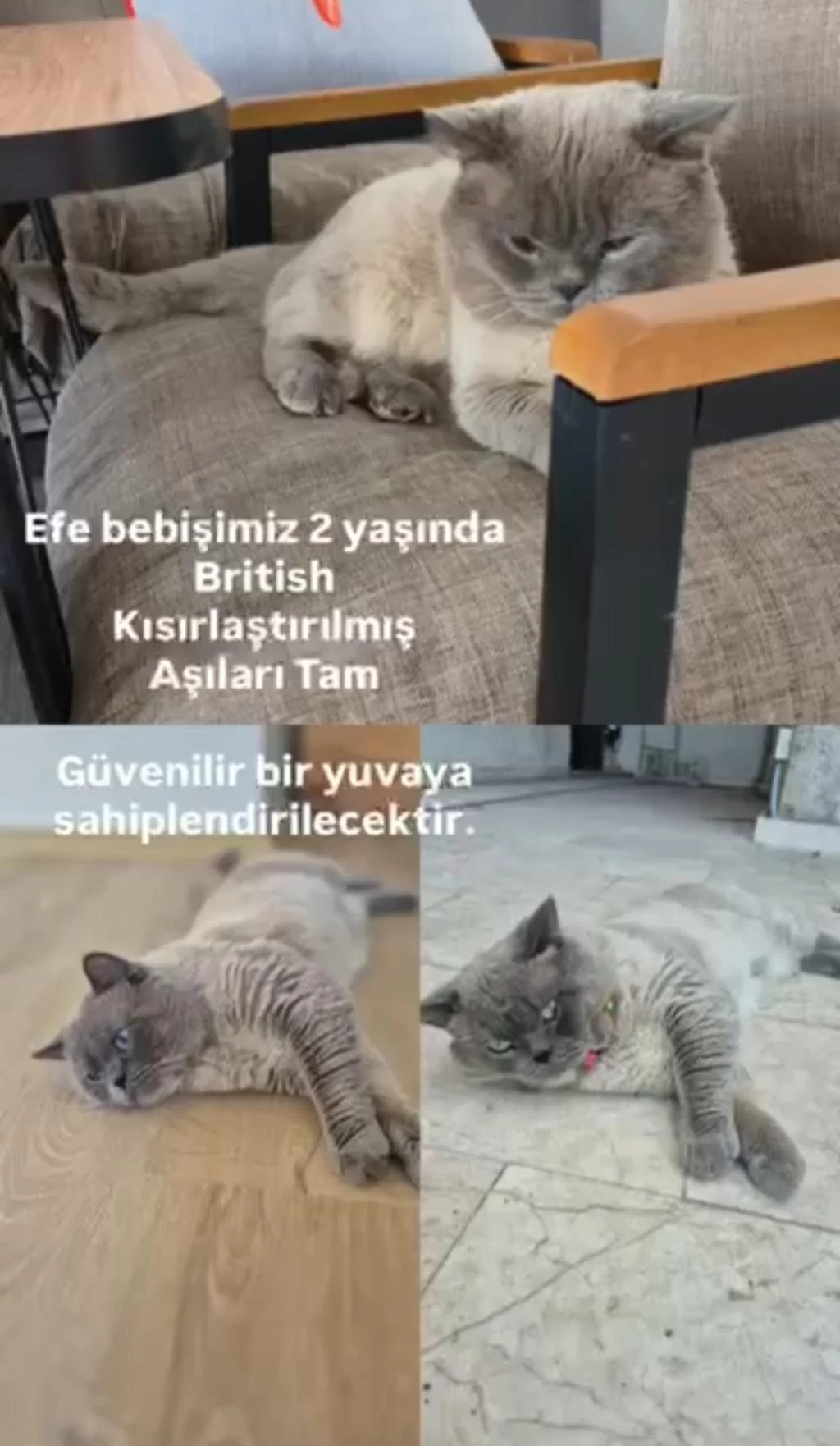 Kedimiz Efe Bey İçin Yuva Arıyoruz