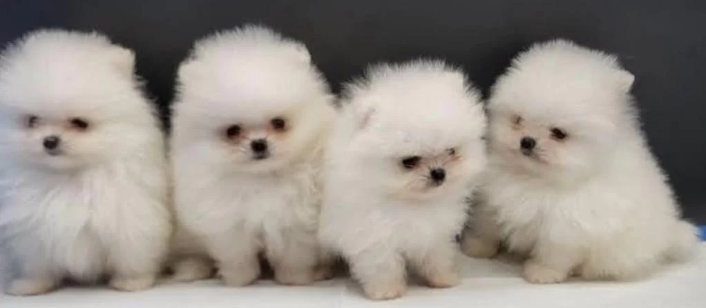 Pomeranian Boo Yavru Köpekler