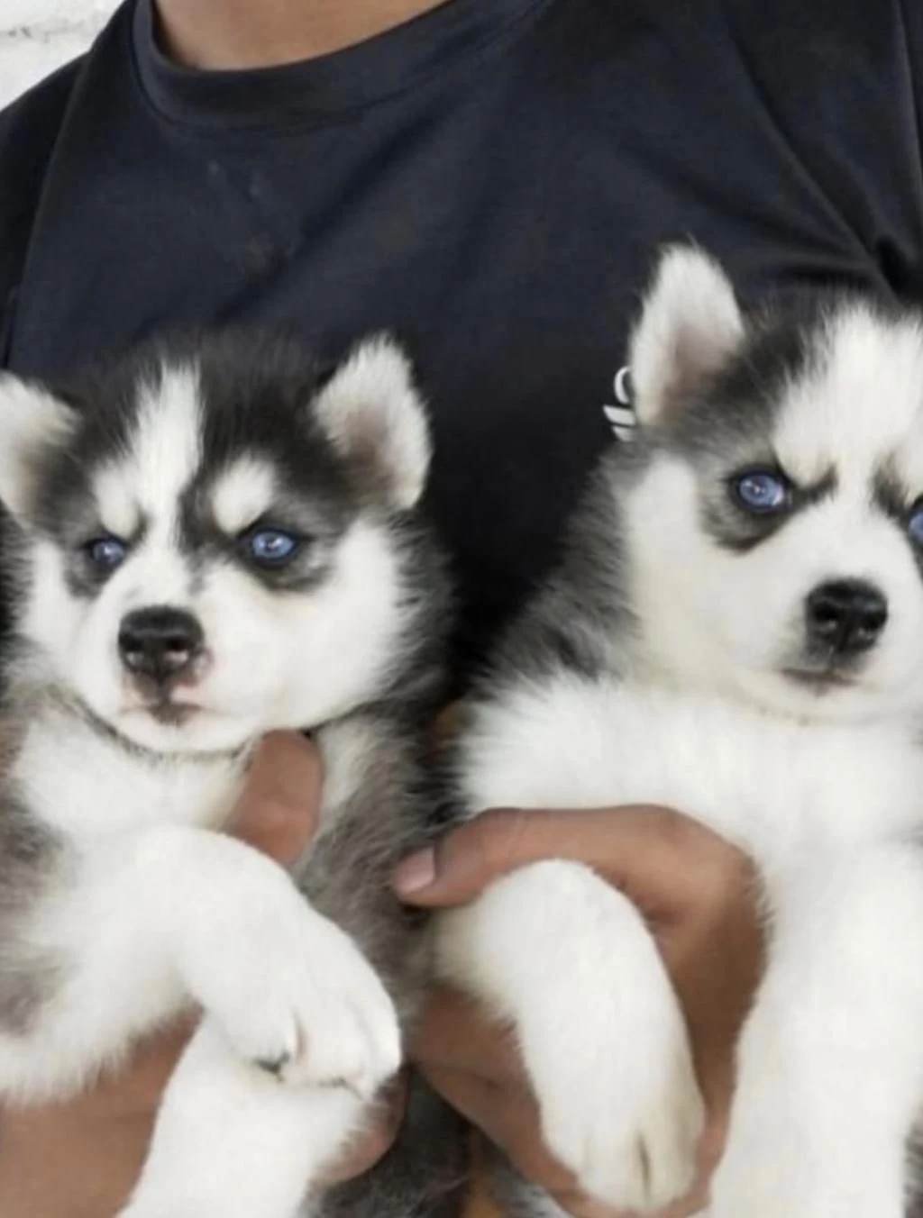 Sibirya Kurdu Köpeği
