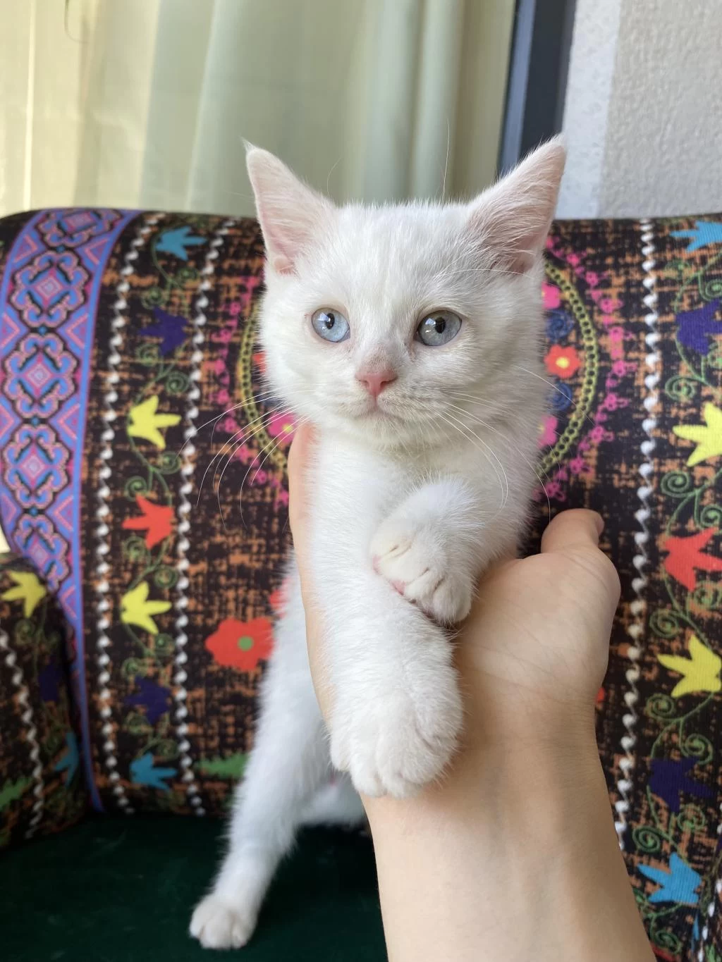 Pamuk Gibi Yavru British Shorthair