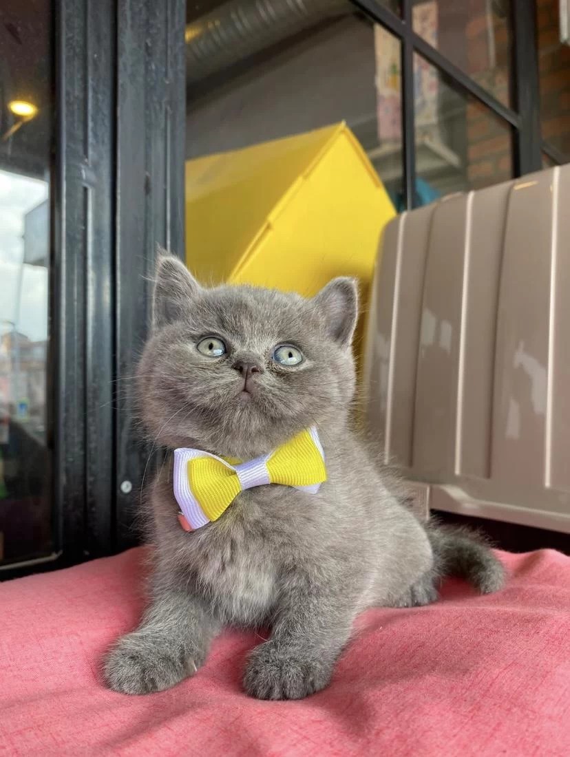 Gri Ayı Kafa Yavru British Shorthair
