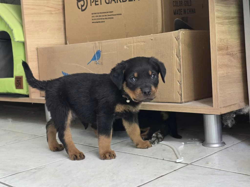 Dev Rottweiler Yavrusu Erkek