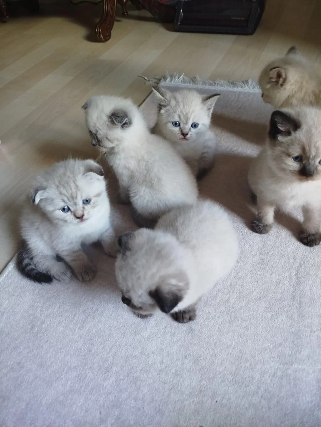 British Blue Point Kızımın Yavrularıdır