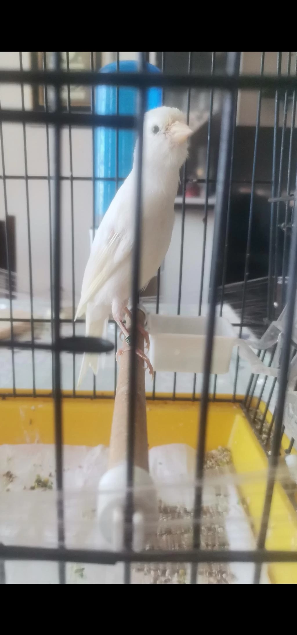 Erkek Scoty Fancy İtalyan Kuşumuz