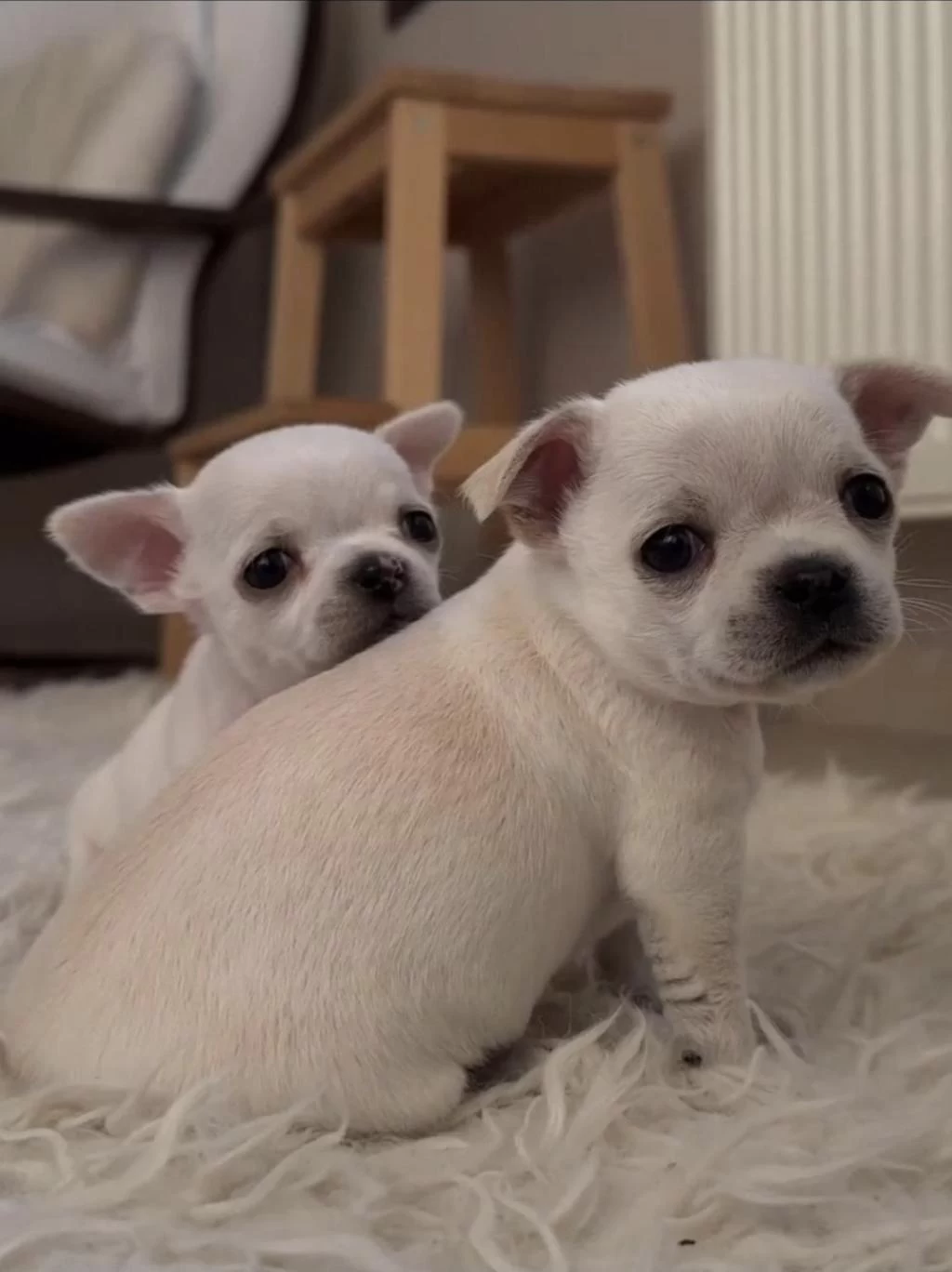 Teacup Chihuahua Bebekler
