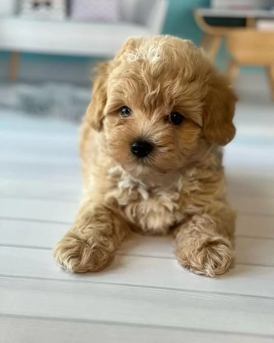 Evinize Neşe Katacak Maltipoo Yavrulari