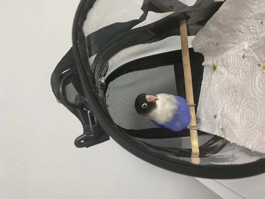 Sağlıklı Sevda Papağanımız