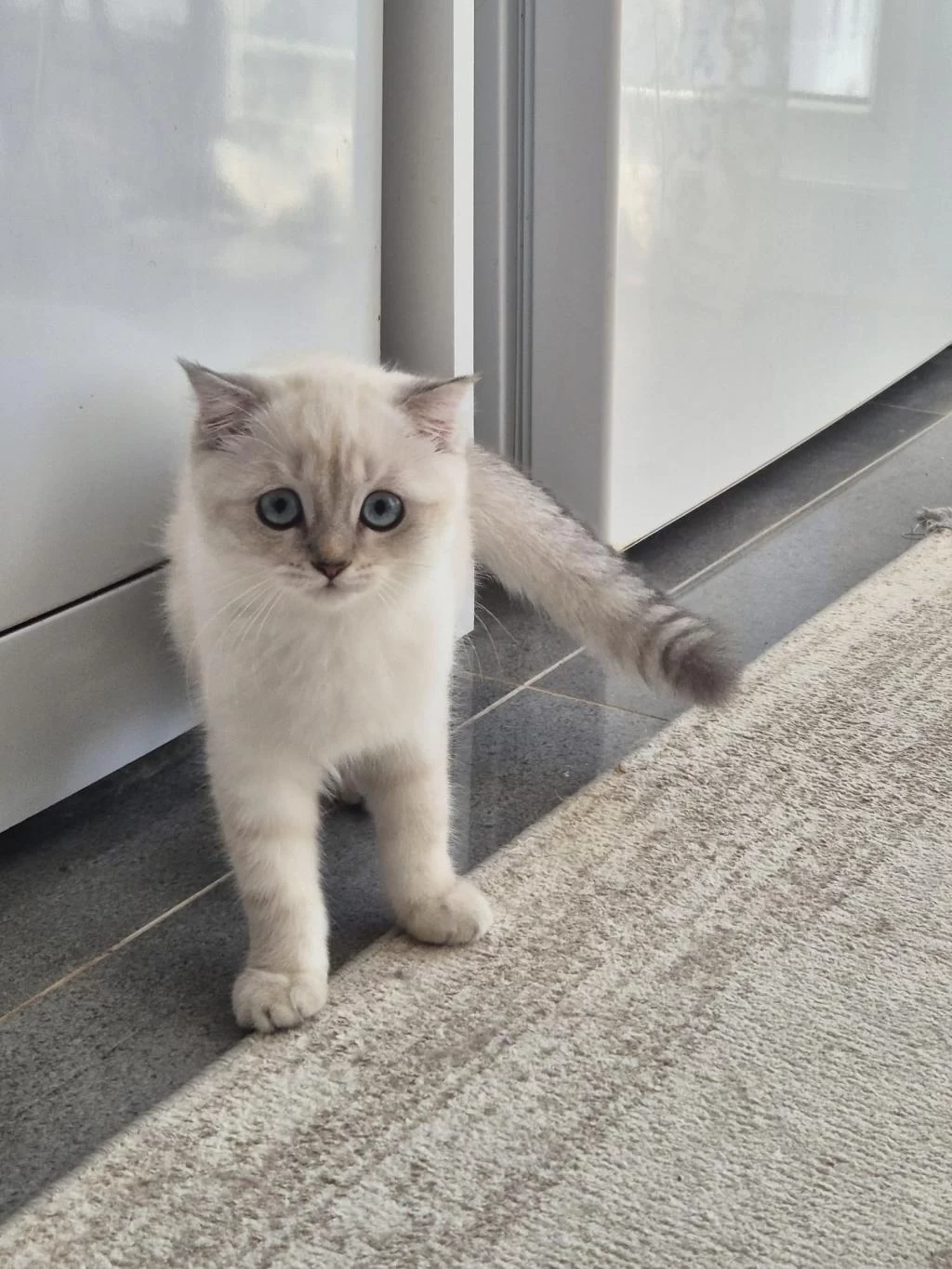 Tatlı Minik Kedilerim