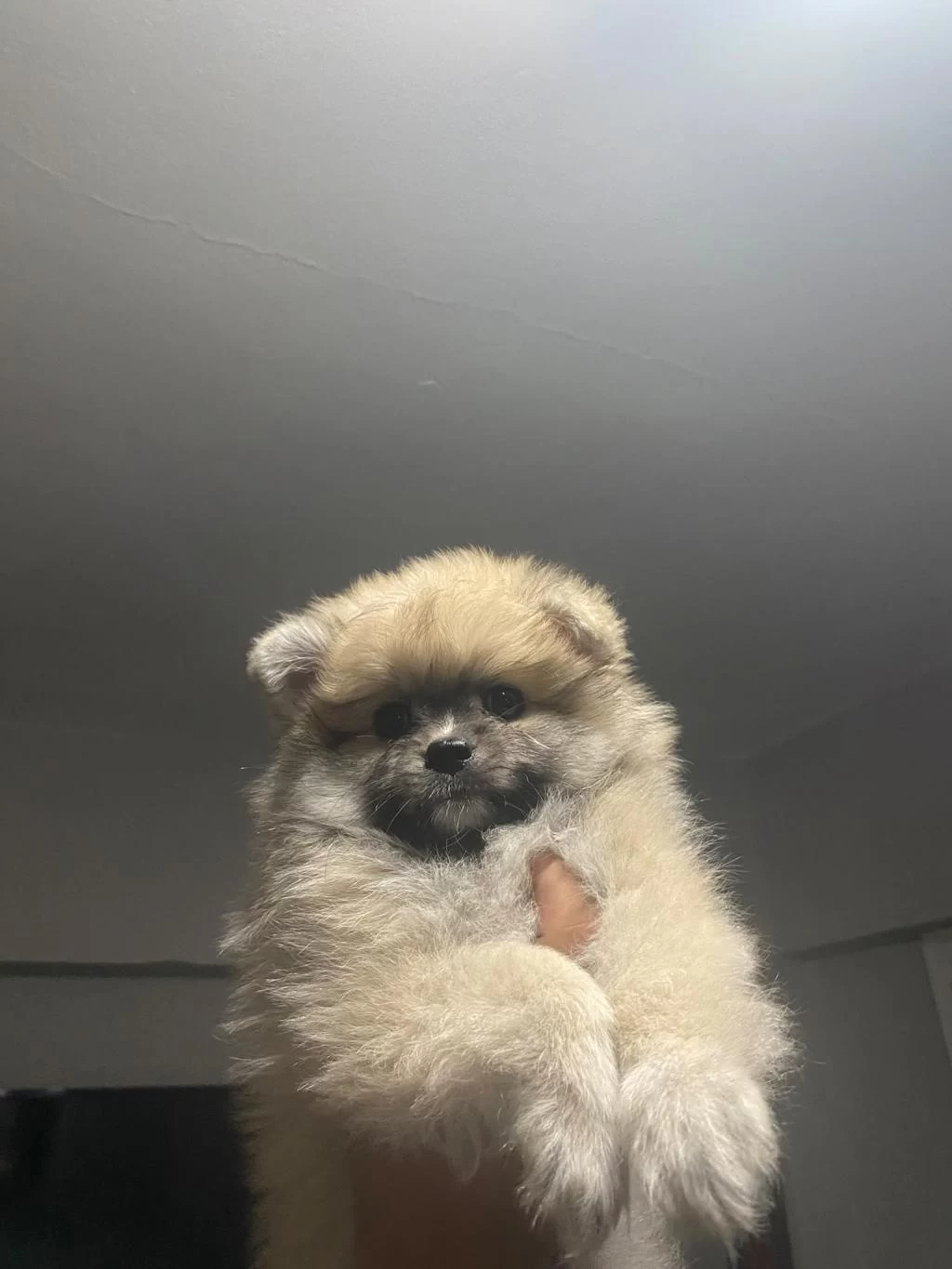 Pomeranian Dişi Yavrumuz