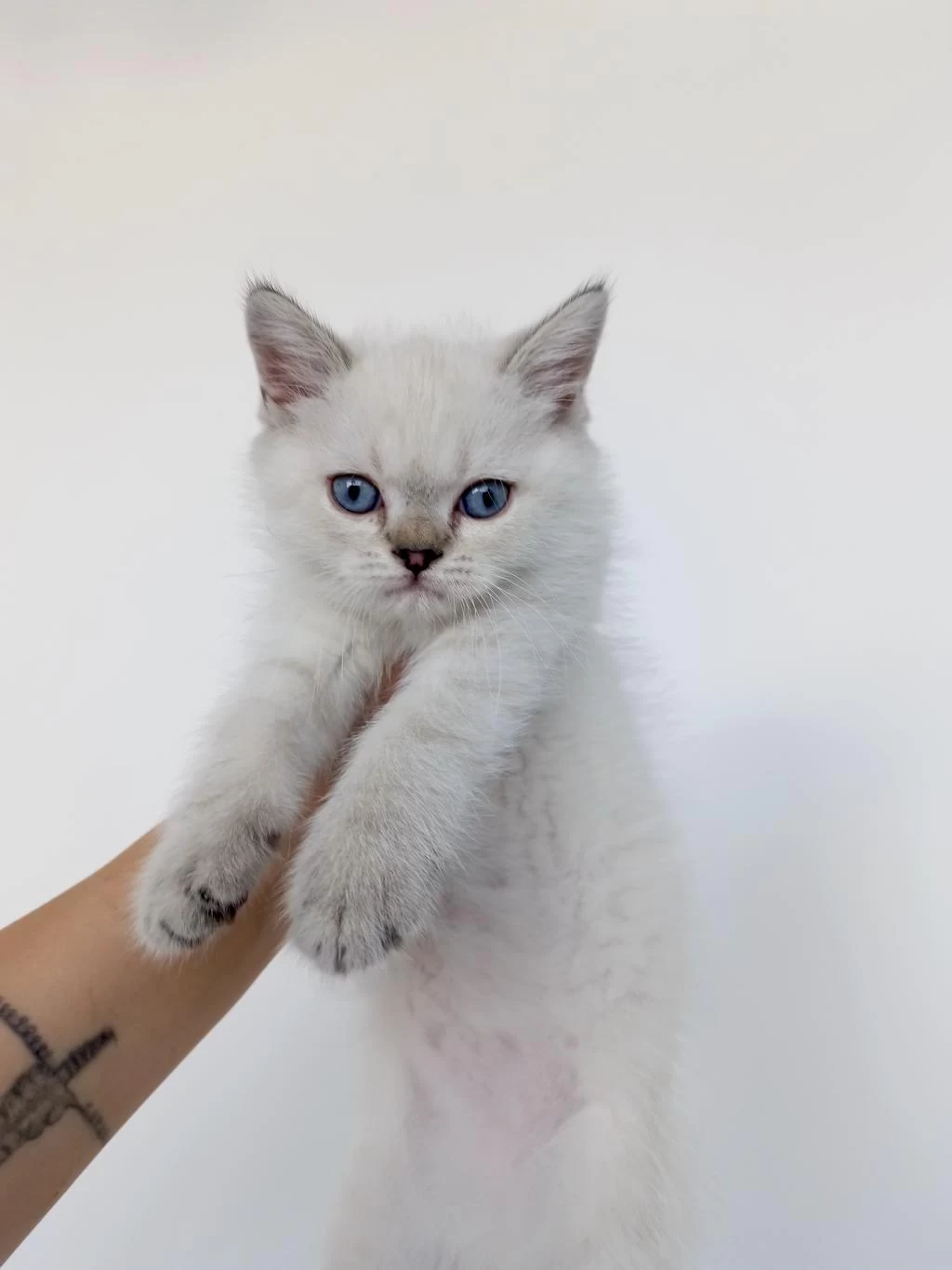 Blue Point Erkek Yavru British Shorthair
