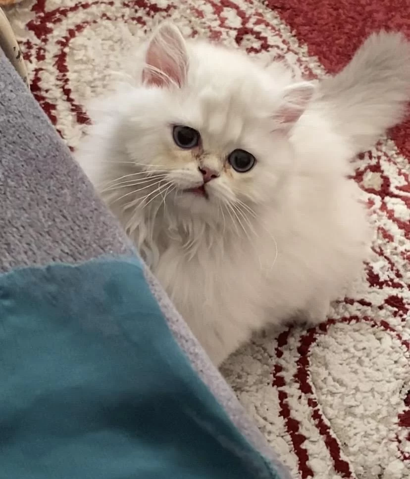 Acil Ve Ücretsiz Sahiplendirme British Longhair